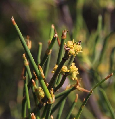 Ephedra chilensis, photographed by Tony Rebelo