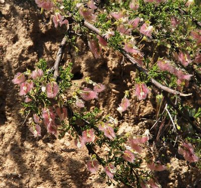 Adesmia microphylla, photographed by Tony Rebelo
