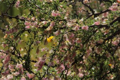 Adesmia microphylla, photographed by Tony Rebelo