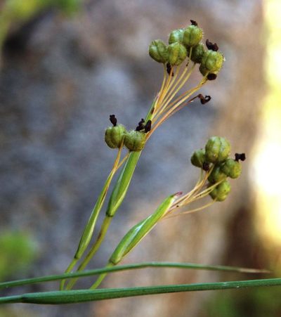 Olsynium scirpoideum, photographed by Tony Rebelo