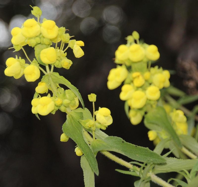 Calceolaria morisii, photographed by Tony Rebelo