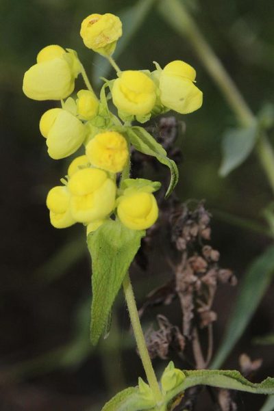 Calceolaria morisii, photographed by Tony Rebelo