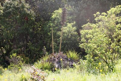 Puya chilensis, photographed by Tony Rebelo