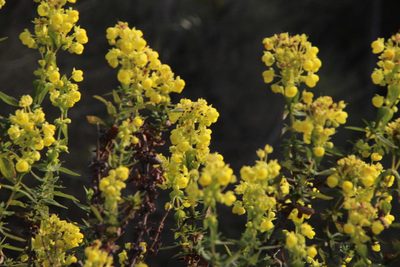 Calceolaria morisii, photographed by Tony Rebelo
