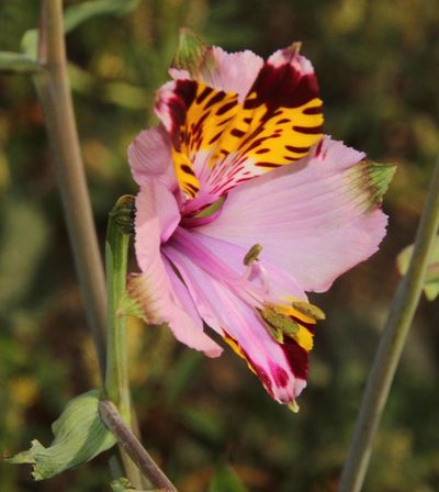 Alstroemeria pulchra, photographed by Tony Rebelo