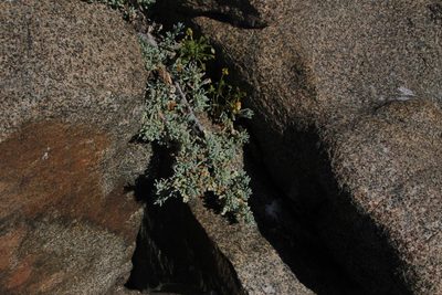 Nolana crassulifolia, photographed by Tony Rebelo