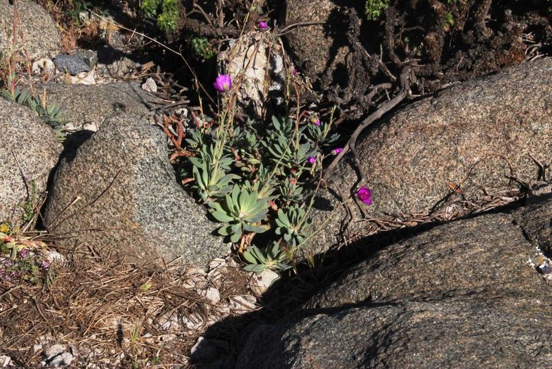 Cistanthe laxiflora, photographed by Tony Rebelo