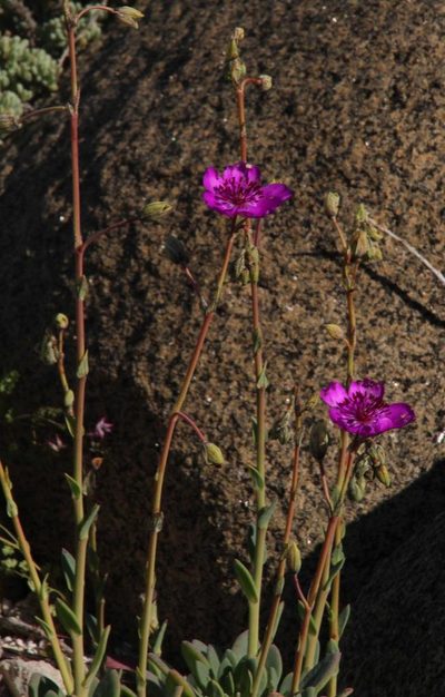 Cistanthe laxiflora, photographed by Tony Rebelo