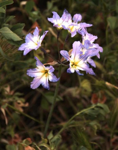 Leucocoryne coquimbensis, photographed by Tony Rebelo
