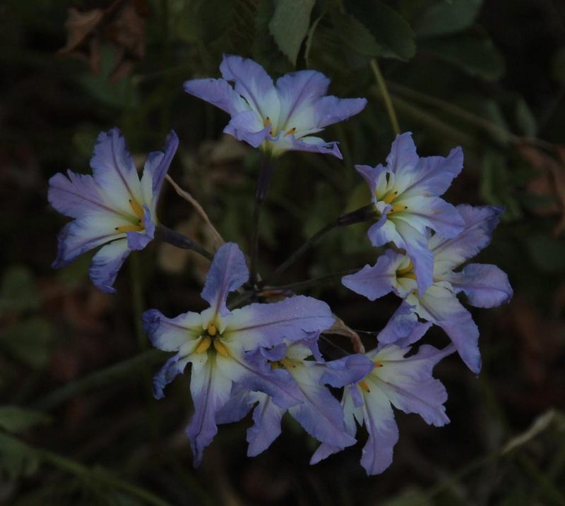 Leucocoryne coquimbensis, photographed by Tony Rebelo