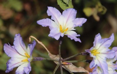 Leucocoryne coquimbensis, photographed by Tony Rebelo