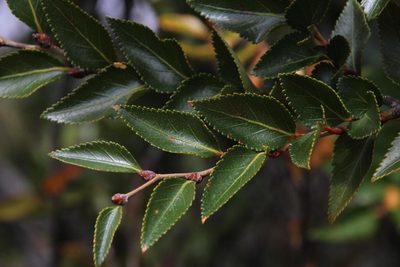 Nothofagus nitida, photographed by Tony Rebelo