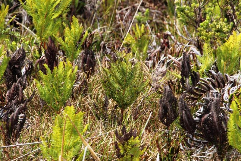 Sticherus cryptocarpus, photographed by Tony Rebelo