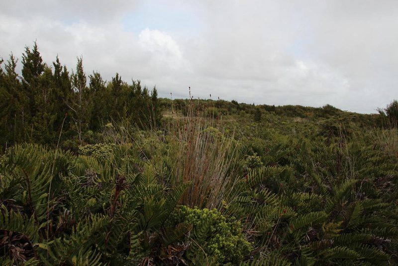 Apodasmia chilensis, photographed by Tony Rebelo