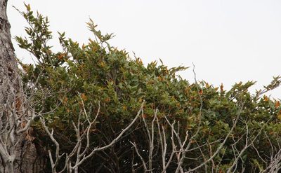 Nothofagus nitida, photographed by Tony Rebelo
