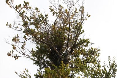 Podocarpus nubigenus, photographed by Tony Rebelo