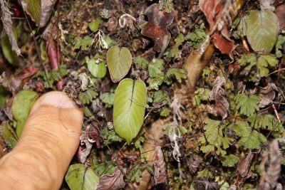 Hymenophyllum cruentum, photographed by Tony Rebelo