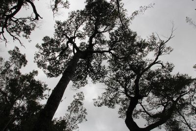 Nothofagus nitida, photographed by Tony Rebelo