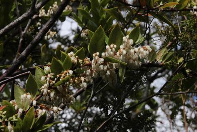 Gaultheria insana, photographed by Tony Rebelo