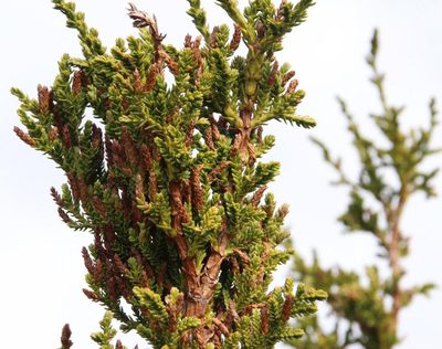 Pilgerodendron uviferum, photographed by Tony Rebelo