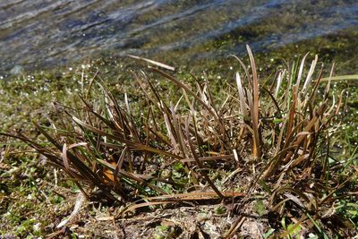 Carex rubicunda, photographed by John Barkla