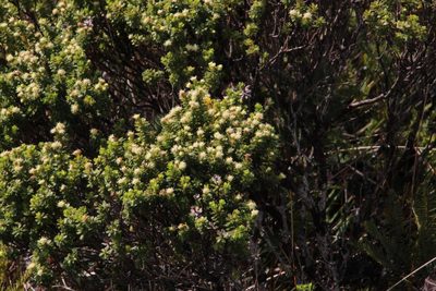 Baccharis patagonica, photographed by Tony Rebelo