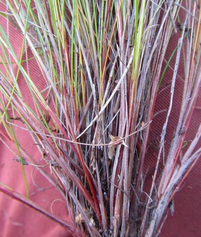 Schoenus bolusii, photographed by douglaseustonbrown