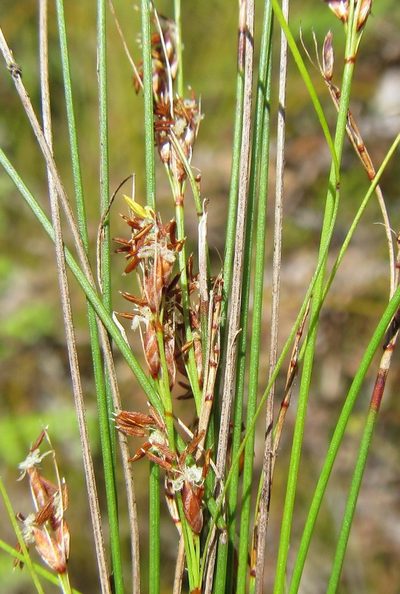 Schoenus bolusii, photographed by douglaseustonbrown