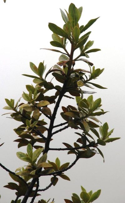 Myrsine latifolia, photographed by Tony Rebelo
