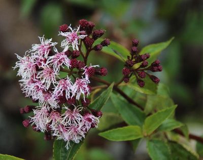 Ageratina pentlandiana, photographed by Tony Rebelo