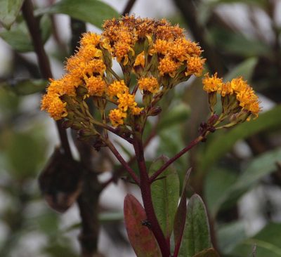 Pentacalia nunezii, photographed by Tony Rebelo