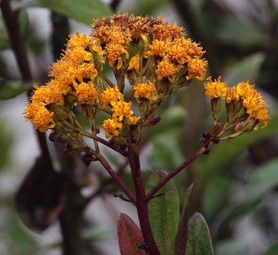Pentacalia nunezii, photographed by Tony Rebelo