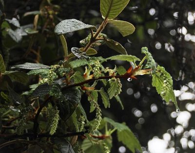 Ribes bolivianum, photographed by Tony Rebelo