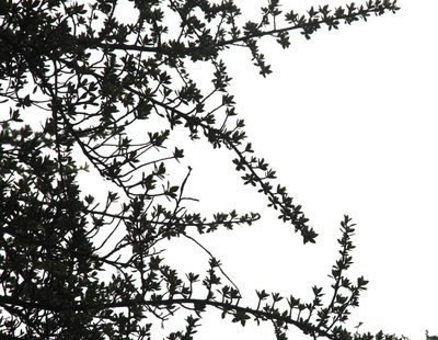 Escallonia myrtilloides, photographed by Tony Rebelo