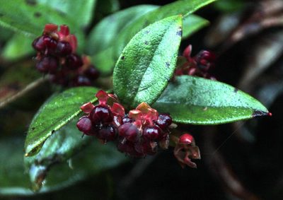 Gaultheria bracteata, photographed by Tony Rebelo