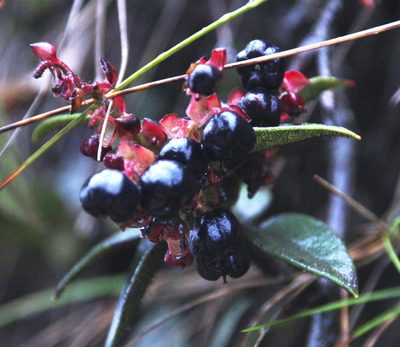 Gaultheria bracteata, photographed by Tony Rebelo