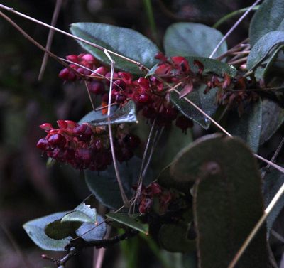 Gaultheria bracteata, photographed by Tony Rebelo