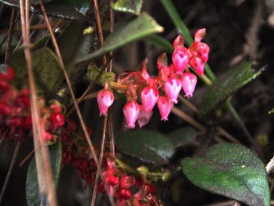 Gaultheria bracteata, photographed by Tony Rebelo