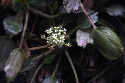 Azorella crenata, photographed by Tony Rebelo