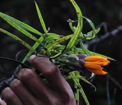 Mutisia cochabambensis, photographed by Tony Rebelo