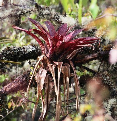 Racinaea nervibractea, photographed by Tony Rebelo