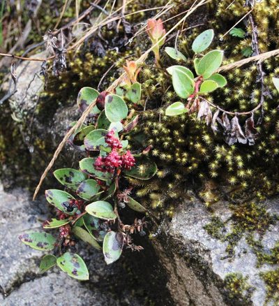 Gaultheria glomerata, photographed by Tony Rebelo