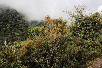 Gaultheria reticulata, photographed by Tony Rebelo