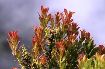 Gaultheria reticulata, photographed by Tony Rebelo