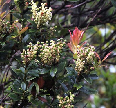 Gaultheria reticulata, photographed by Tony Rebelo