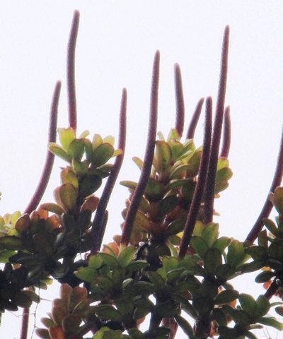 Peperomia hartwegiana, photographed by Tony Rebelo