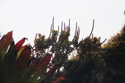 Peperomia hartwegiana, photographed by Tony Rebelo