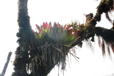 Racinaea nervibractea, photographed by Tony Rebelo