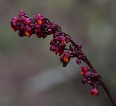 Cyrtochilum rhodoneurum, photographed by Tony Rebelo