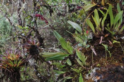 Cyrtochilum rhodoneurum, photographed by Tony Rebelo